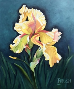 “Yellow Iris” - (c)2025 Lauren Parish Art